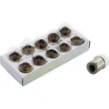 Solero Polttimo 6V 10W BA15S