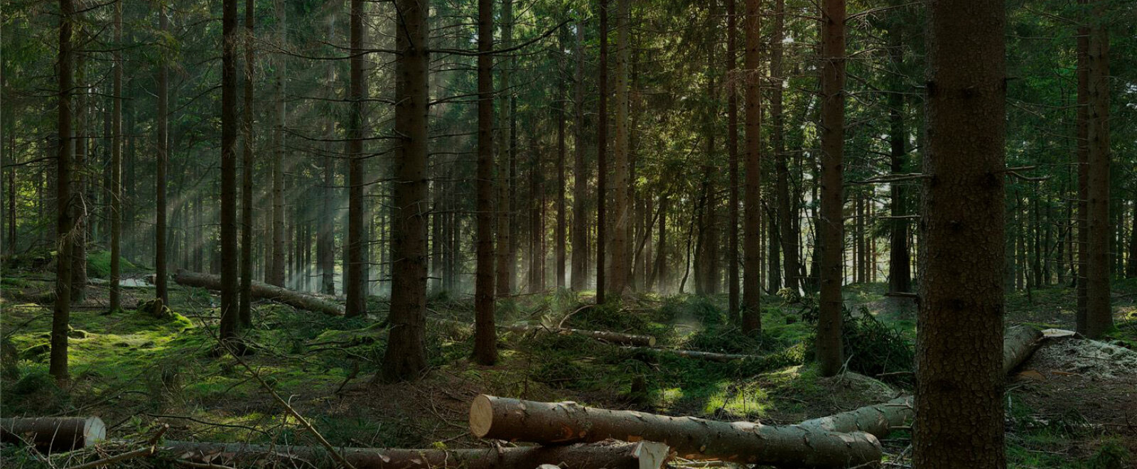 Slideshow Image: Metsätyökalut